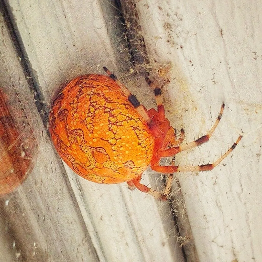 Marbled Orbweaver