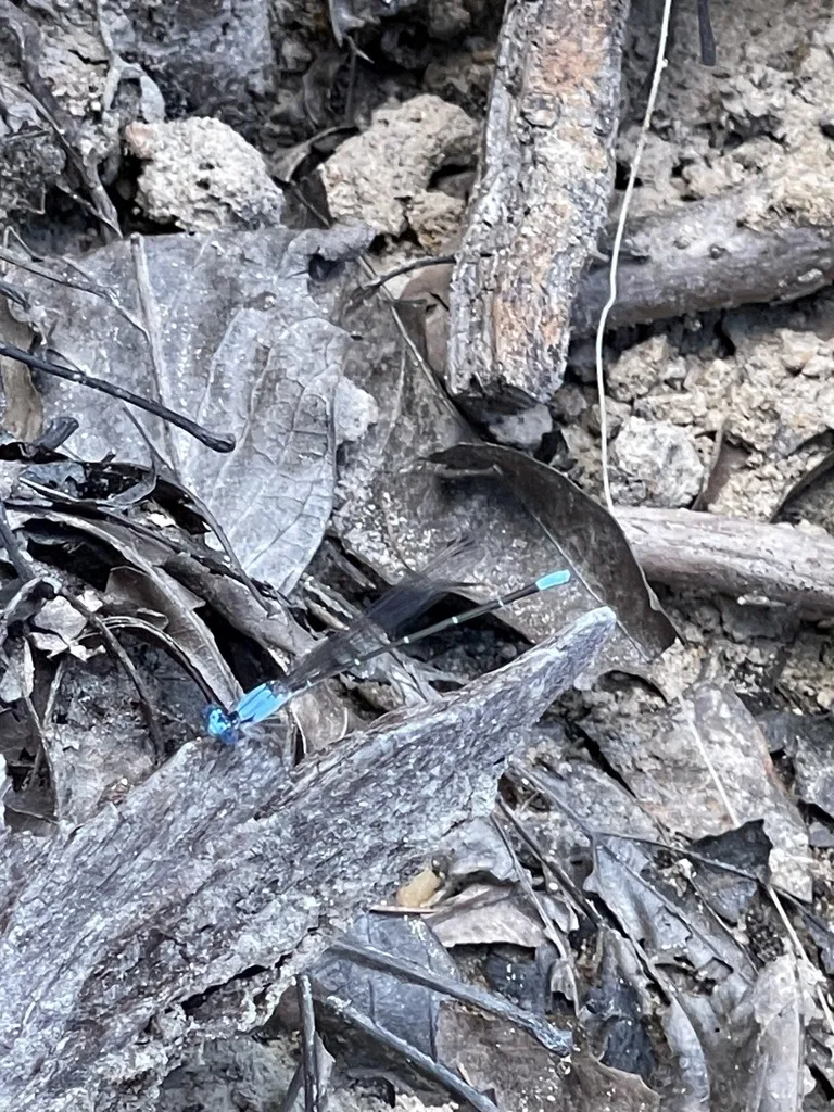 Blue-Fronted Dancer