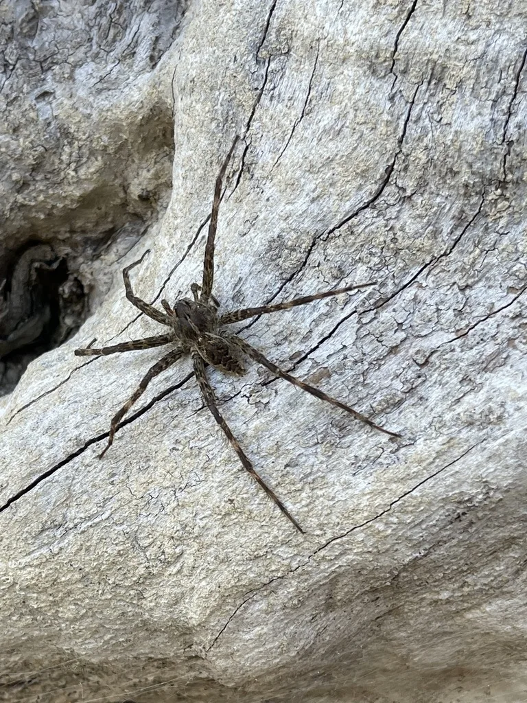 Striped Fishing Spider