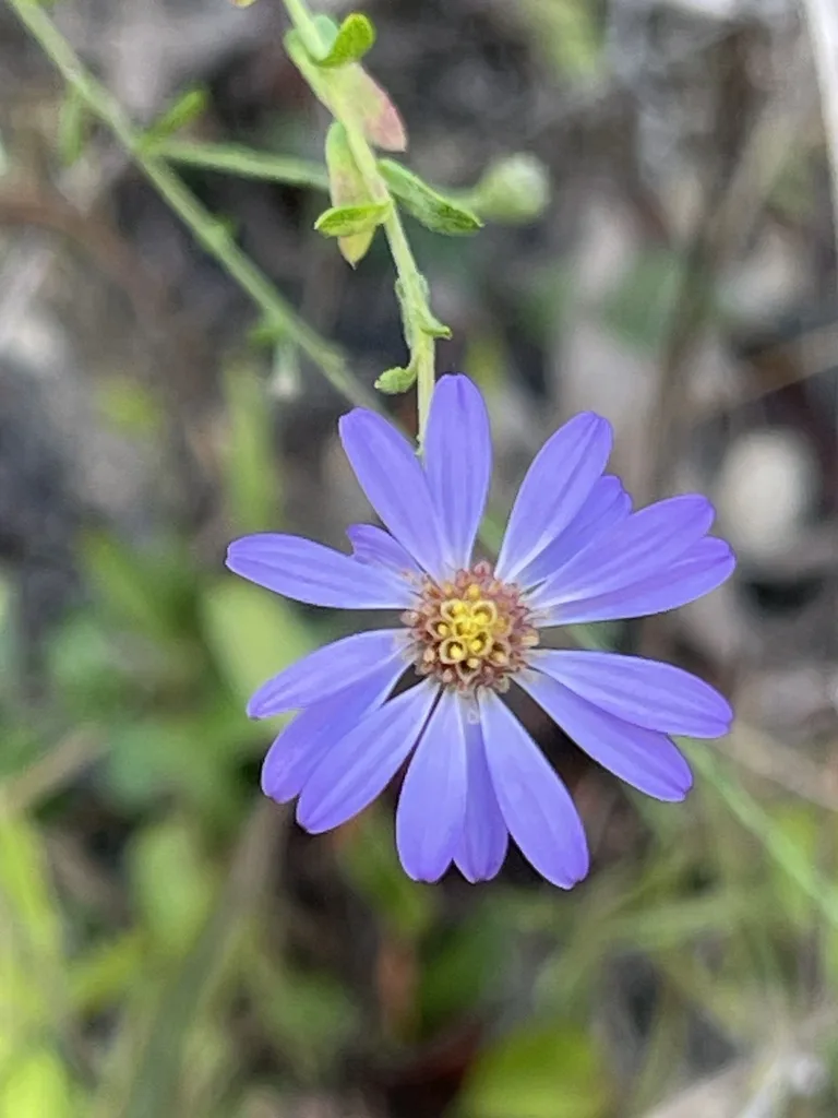 Late Purple Aster