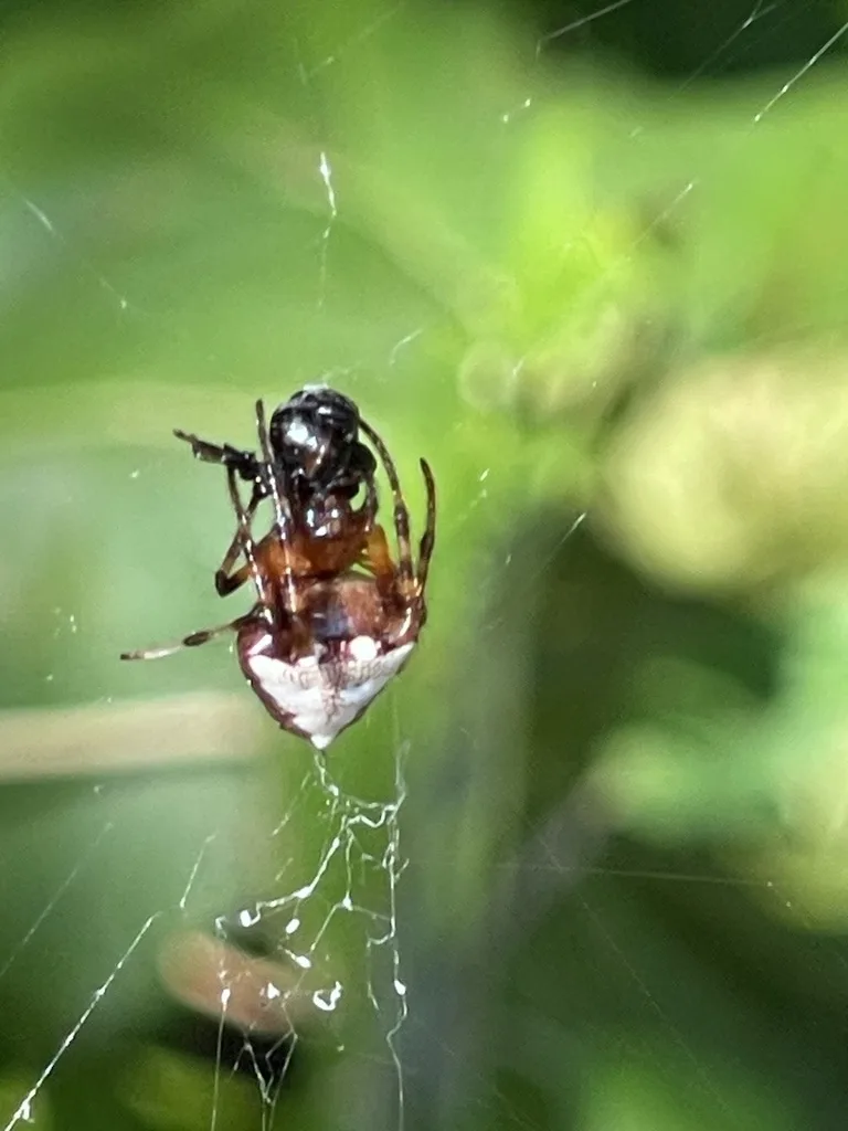 Arrowhead Orbweaver