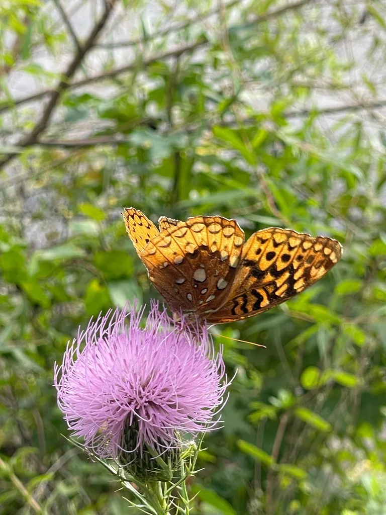 Great Spangled Fritillary