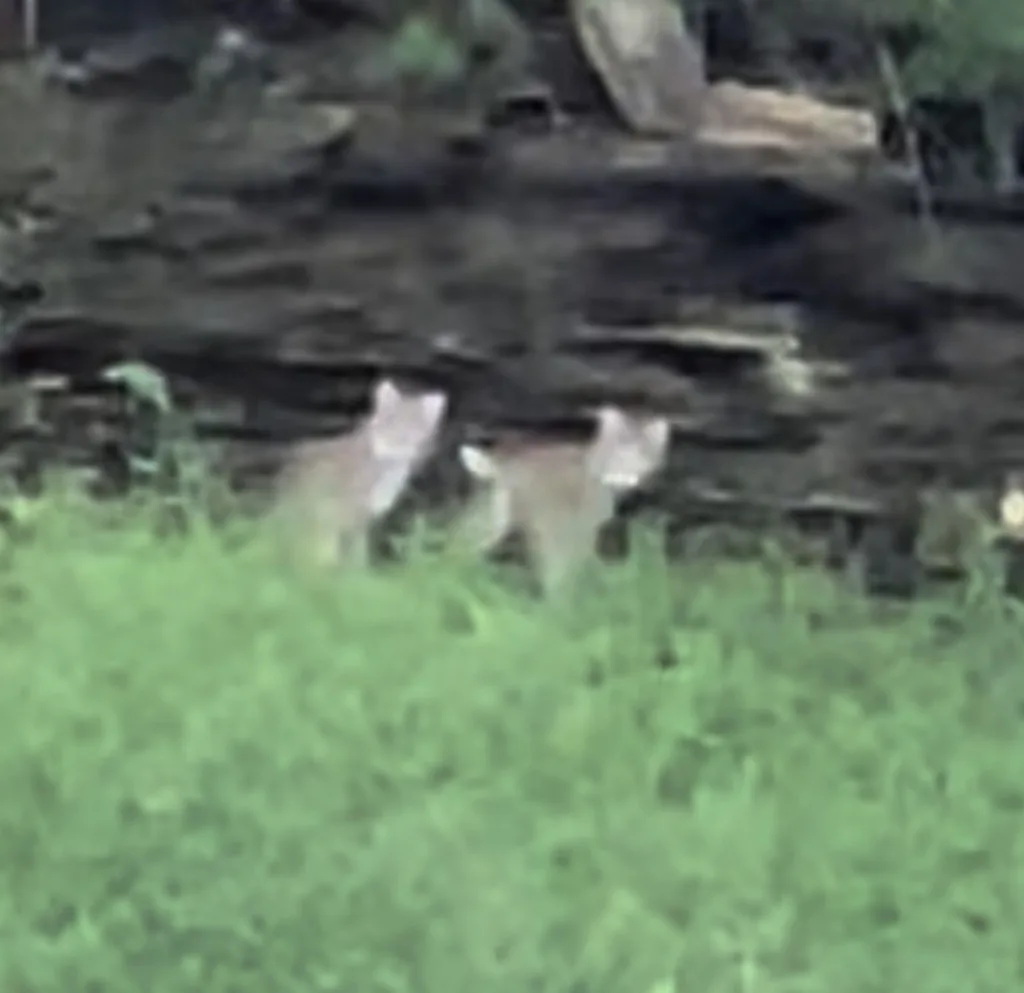 Eastern Bobcat