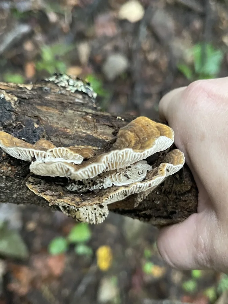 Gilled Polypore