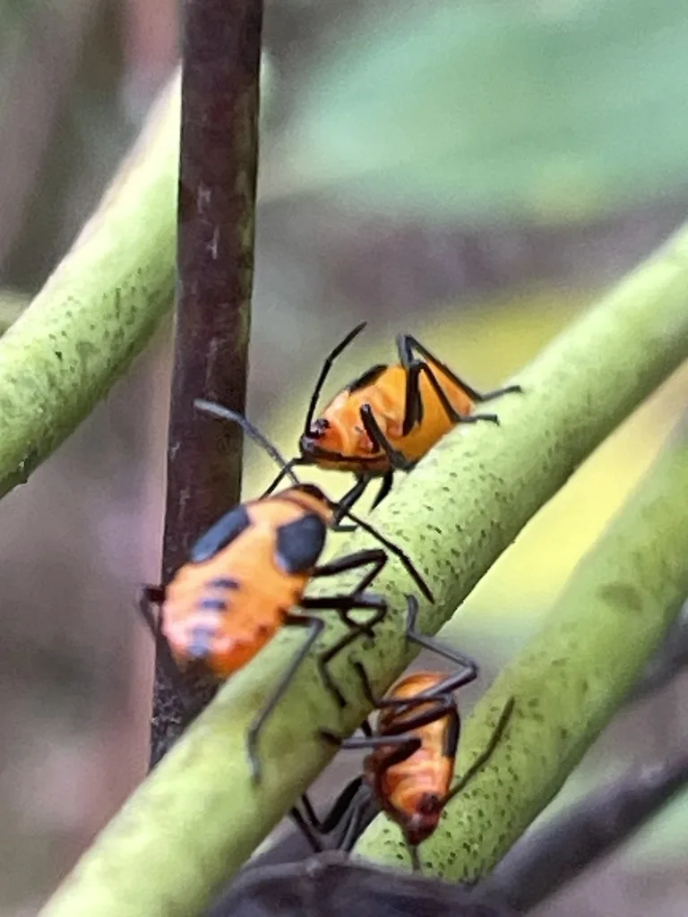 Large Milkweed Bug