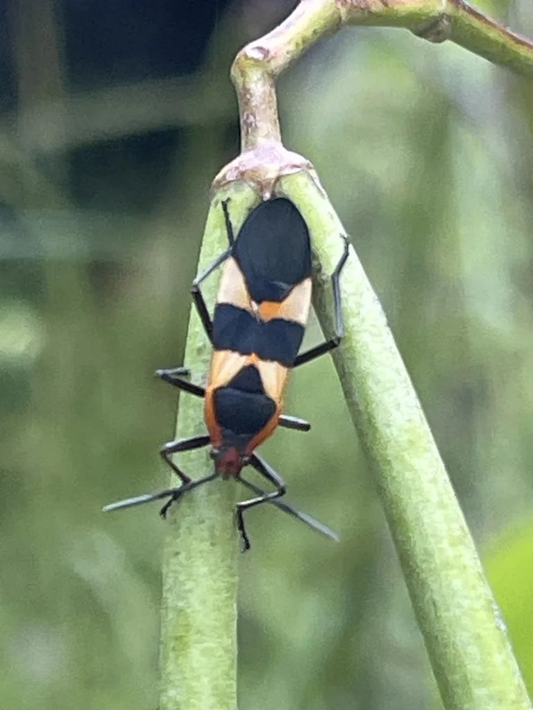 Large Milkweed Bug