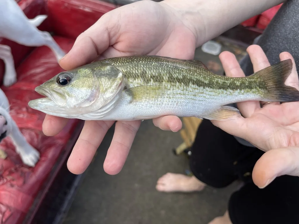 Spotted Bass