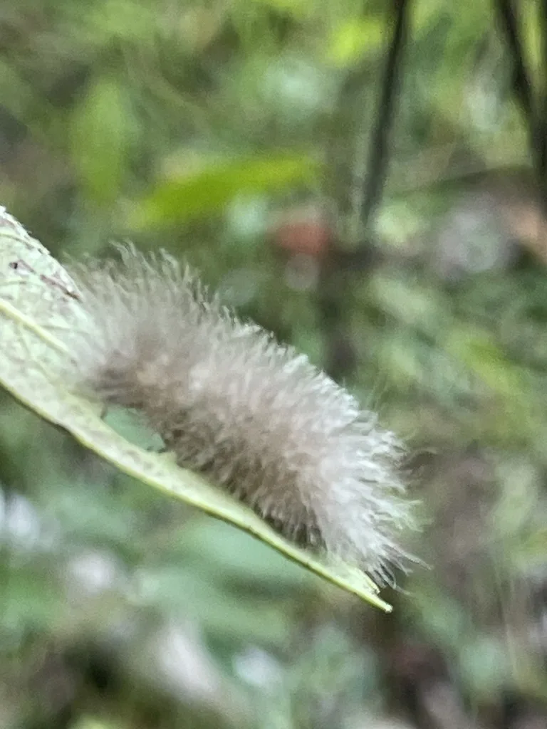 Delicate Cycnia Moth