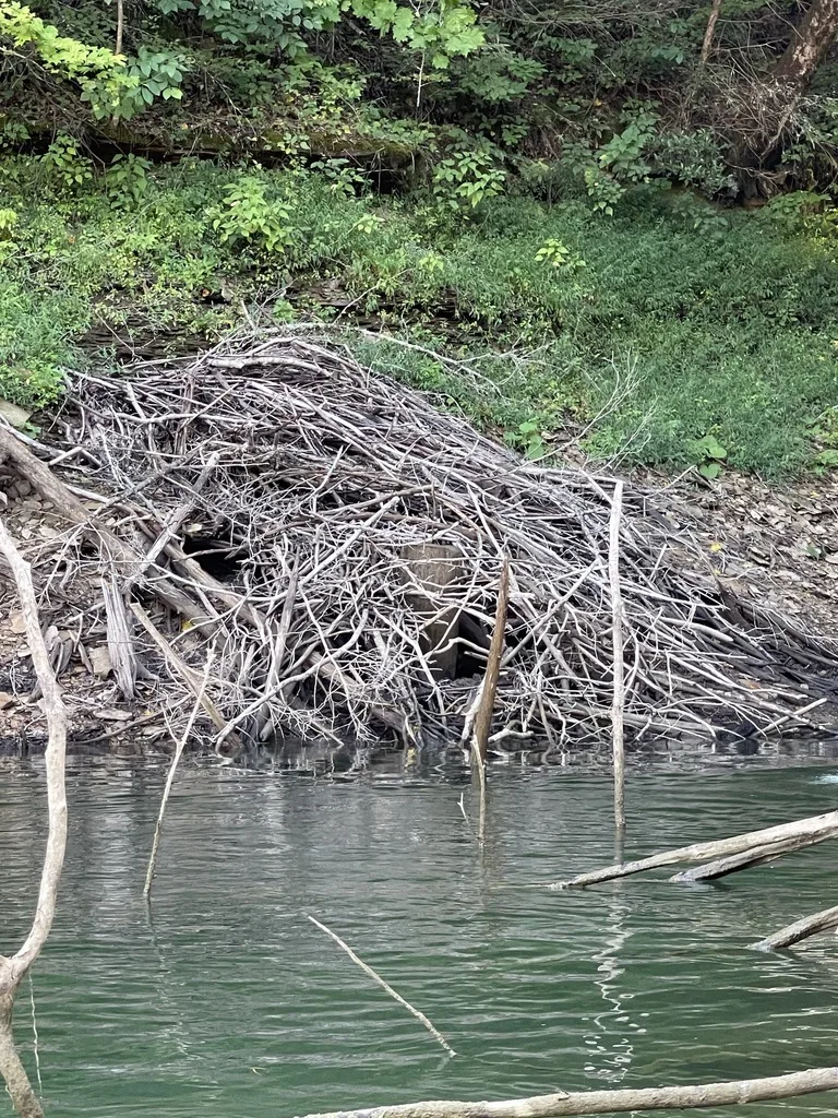 American Beaver