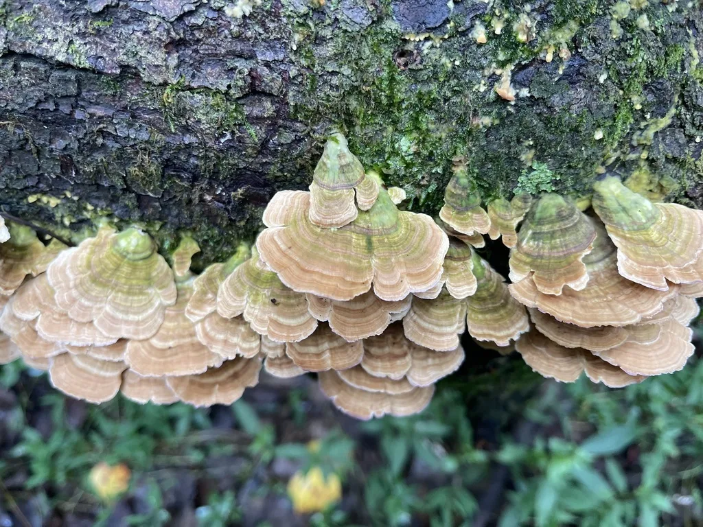 Violet-Toothed Polypore