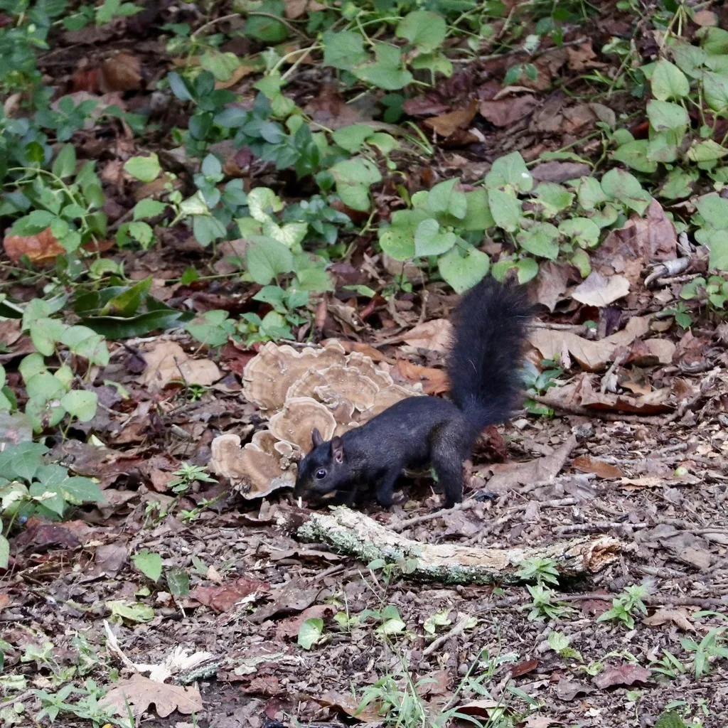 Eastern Gray Squirrel