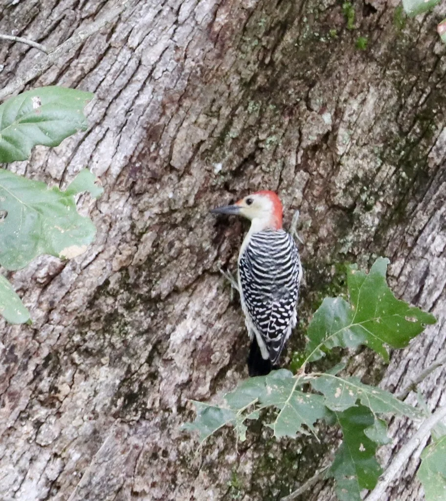 Red-Bellied Woodpecker