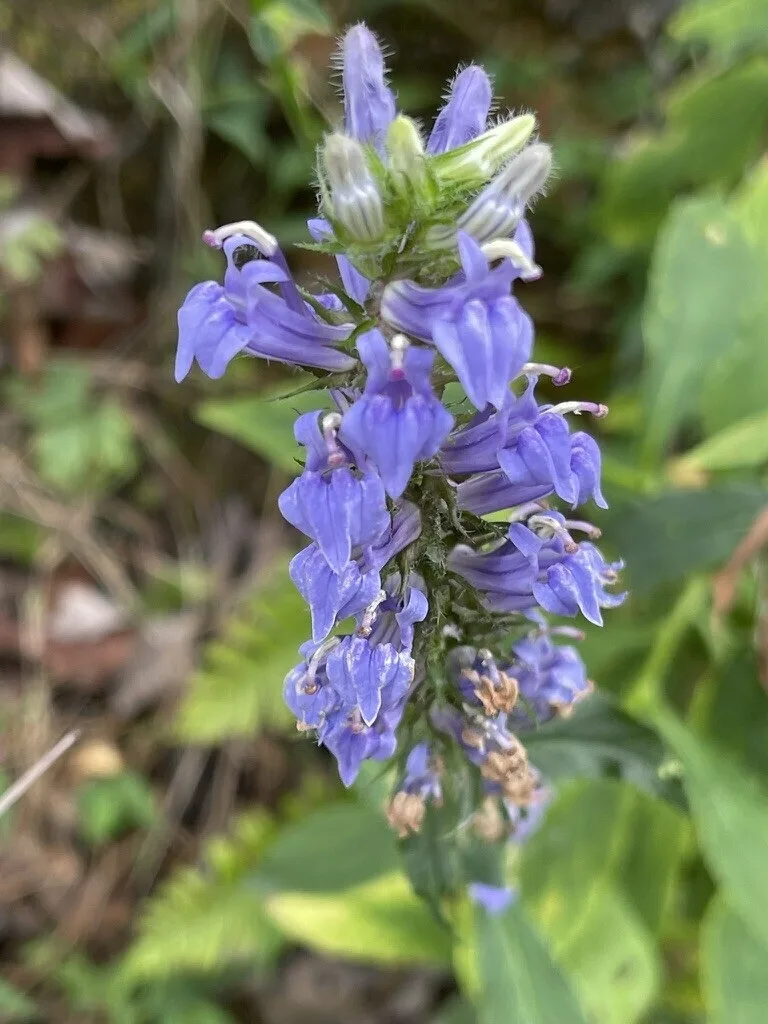 Great Blue Lobelia