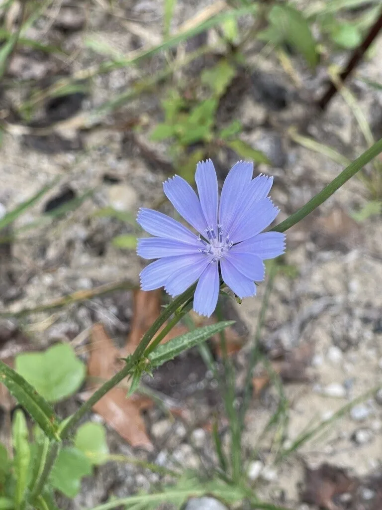 Chicory