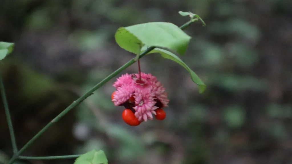 Strawberry Bush
