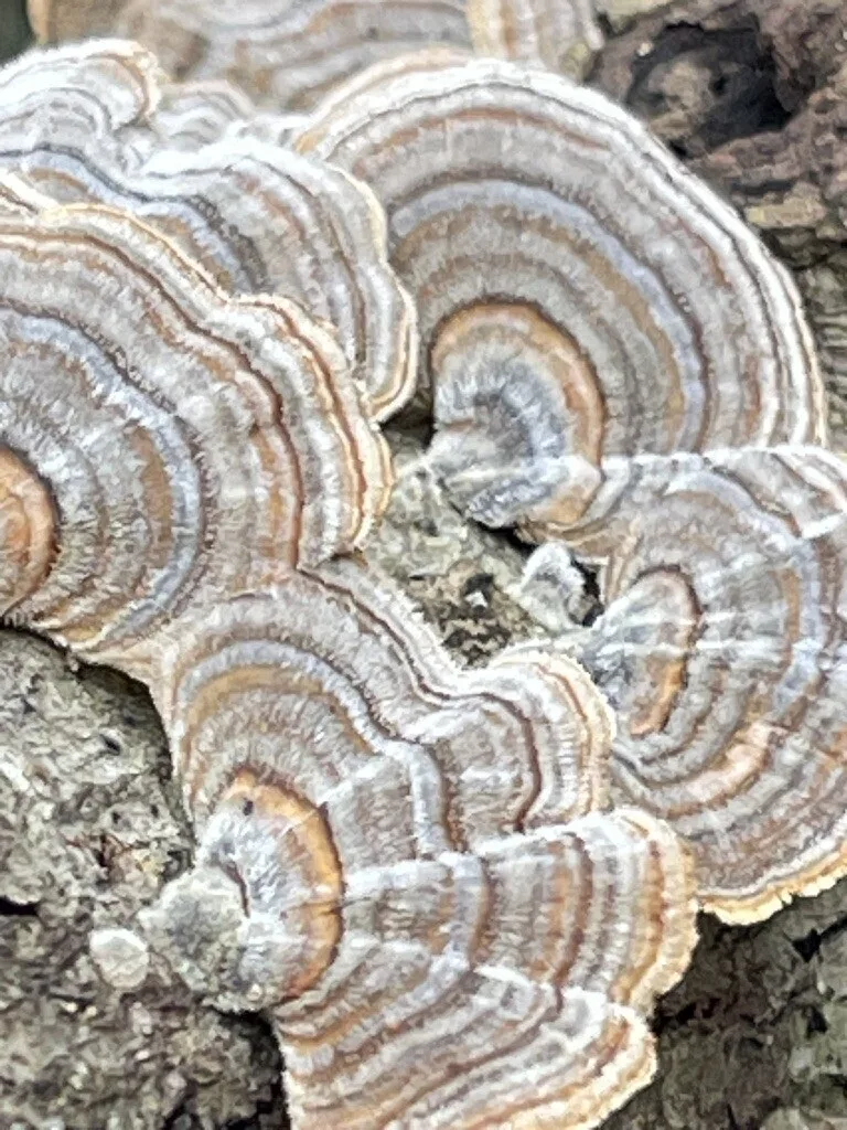 Turkey-Tail