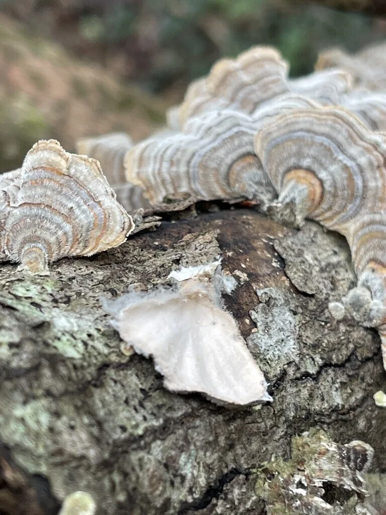 Turkey-Tail — A turned-over piece shows the pale underside.