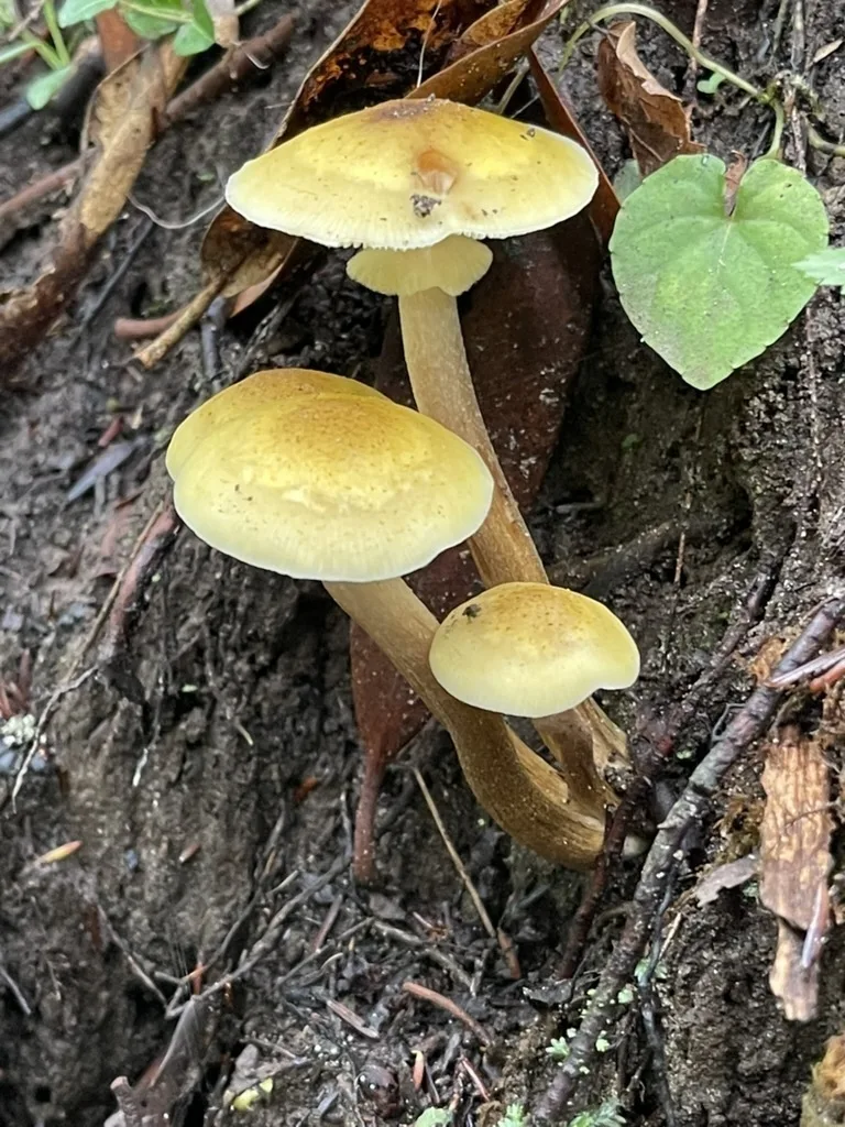 Honey Mushroom