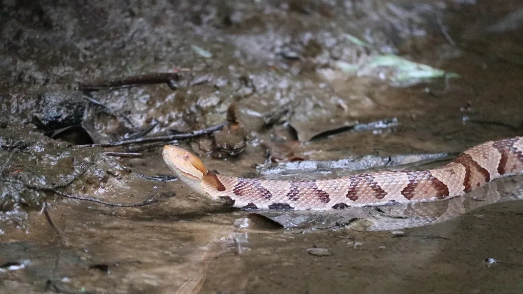 Eastern Copperhead