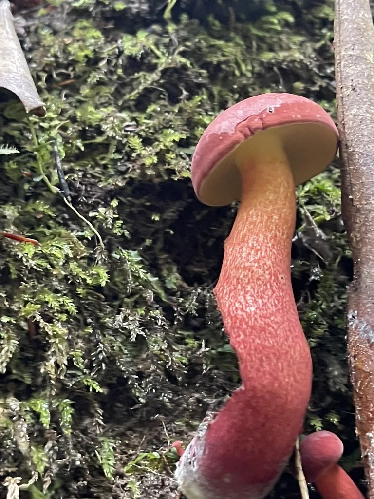 Two-Colored Bolete