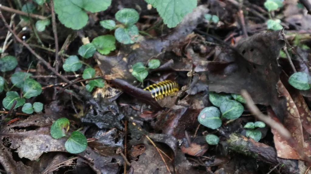 Rhysodesminae