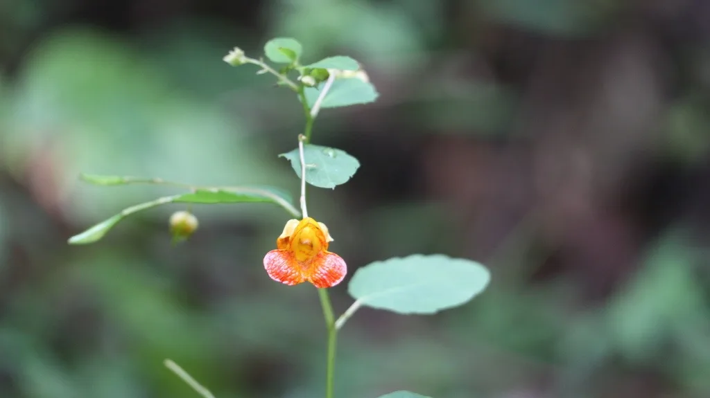 Common Jewelweed