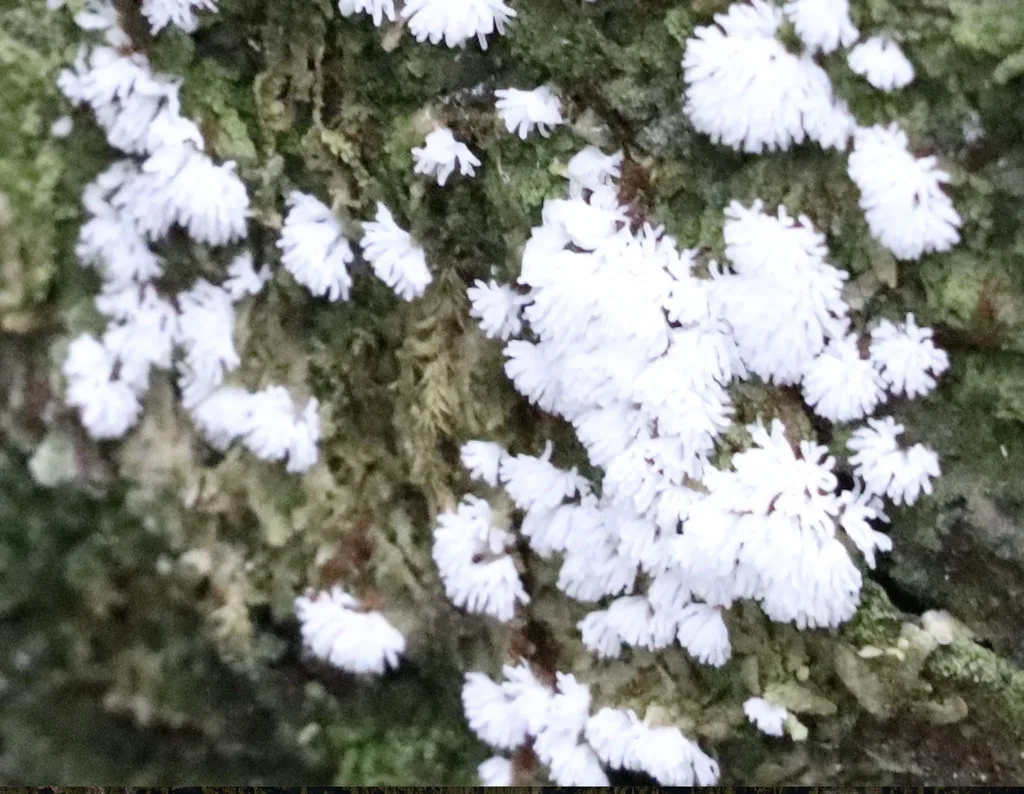 Common Coral Slime