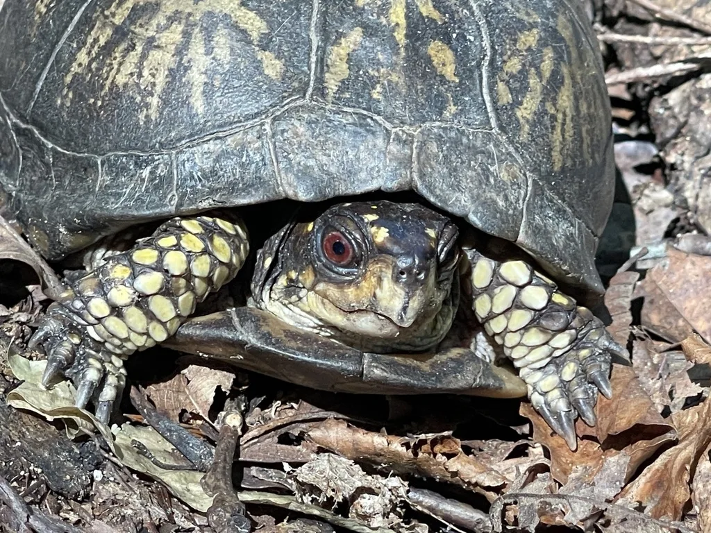 Eastern Box Turtle