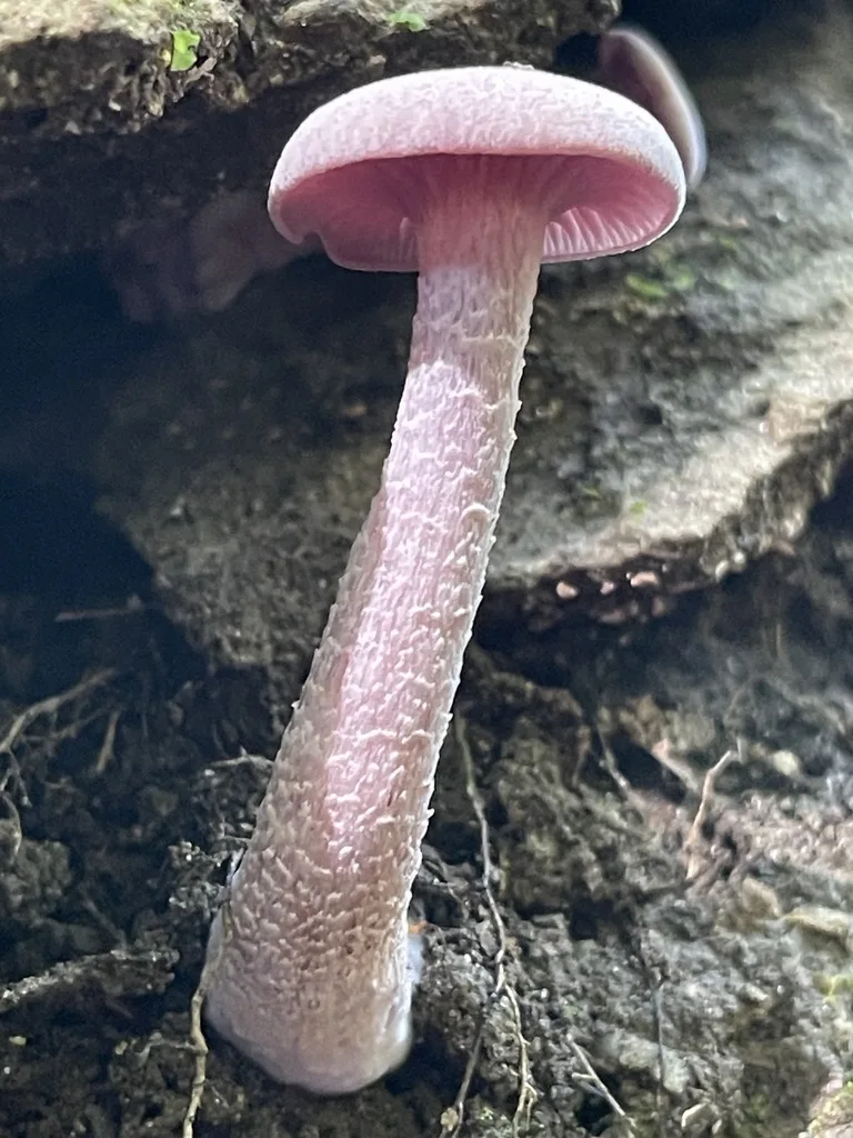 Purple-and-White Deceiver