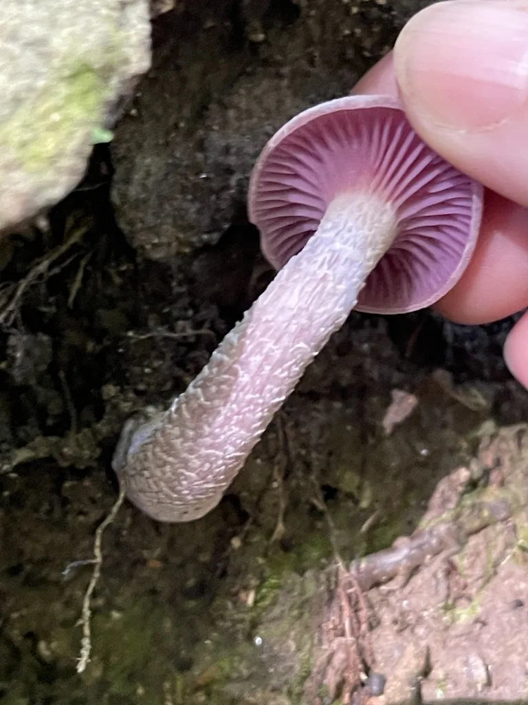 Purple-and-White Deceiver — The lavender gills beneath the cap.