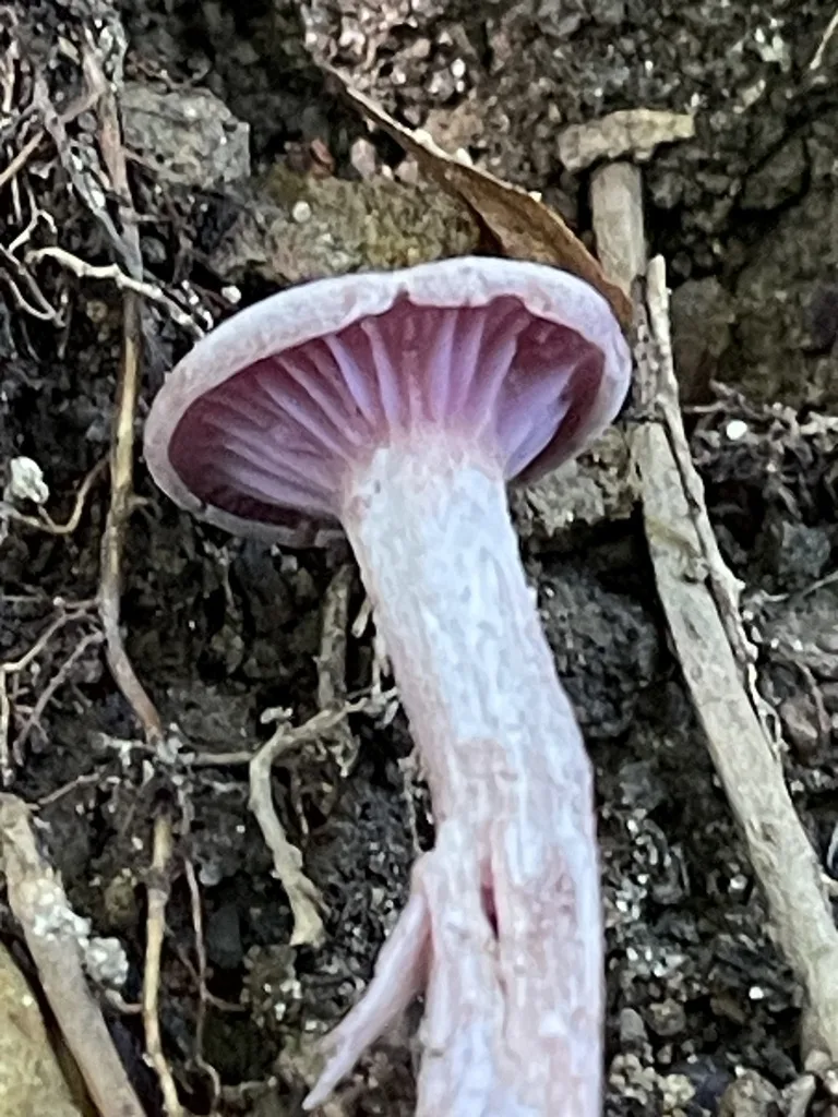 Purple-and-White Deceiver