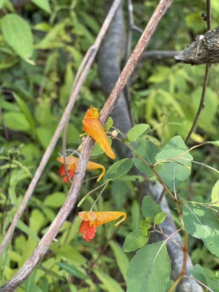 Common Jewelweed