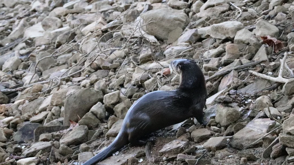 North American River Otter