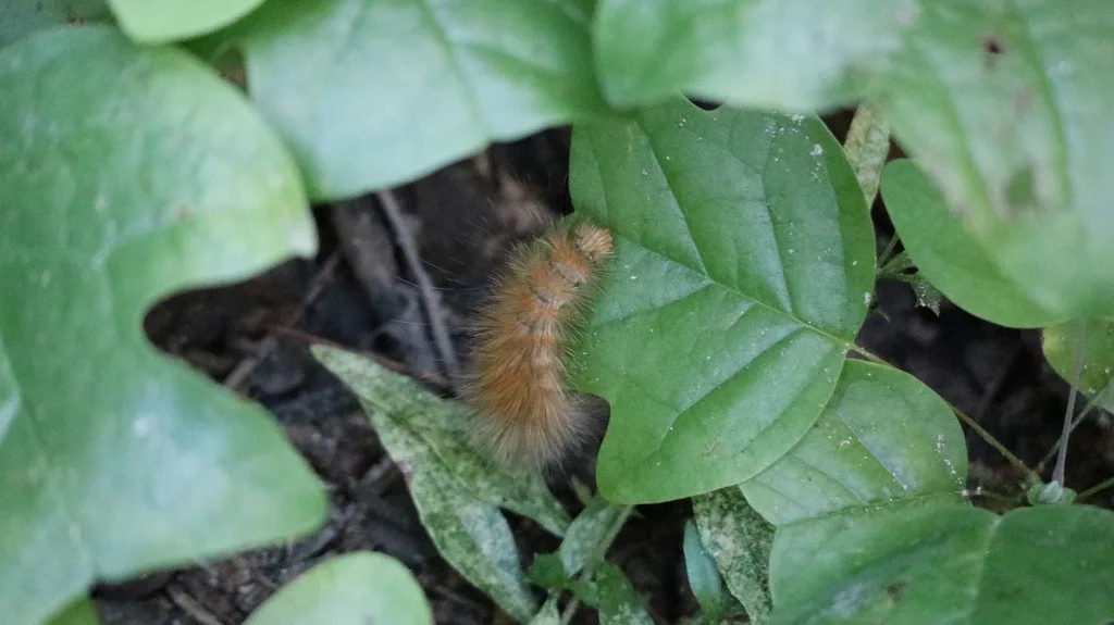 Virginian Tiger Moth