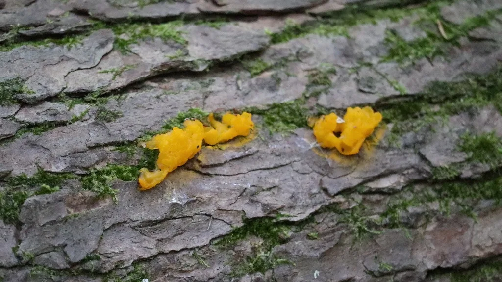 Witch's Butter