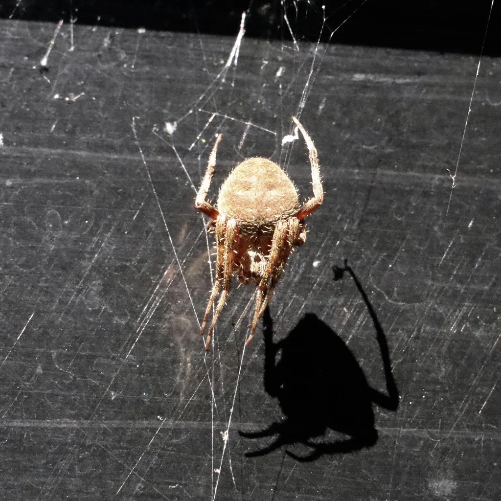 Spotted Orbweaver