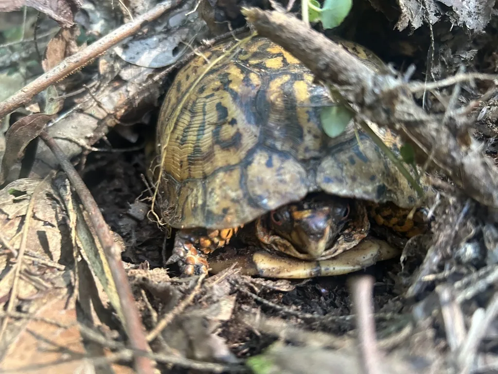 Eastern Box Turtle