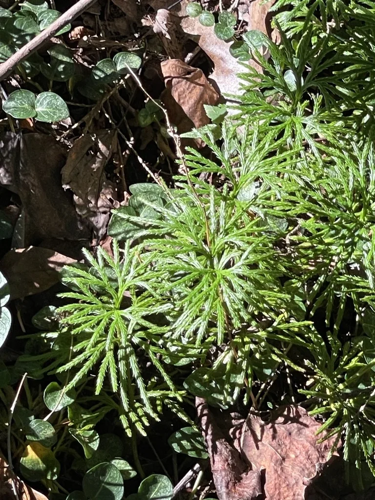 Fan Clubmoss