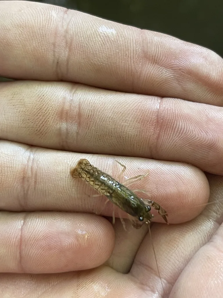 Eastern Crayfish