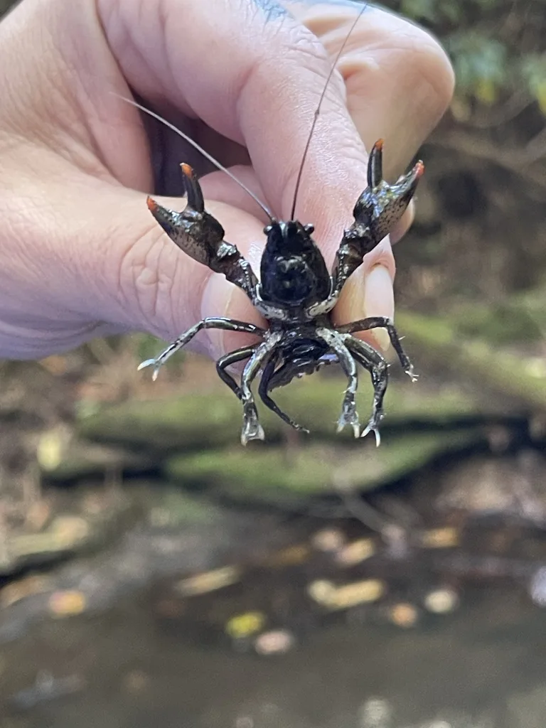 Eastern Crayfish