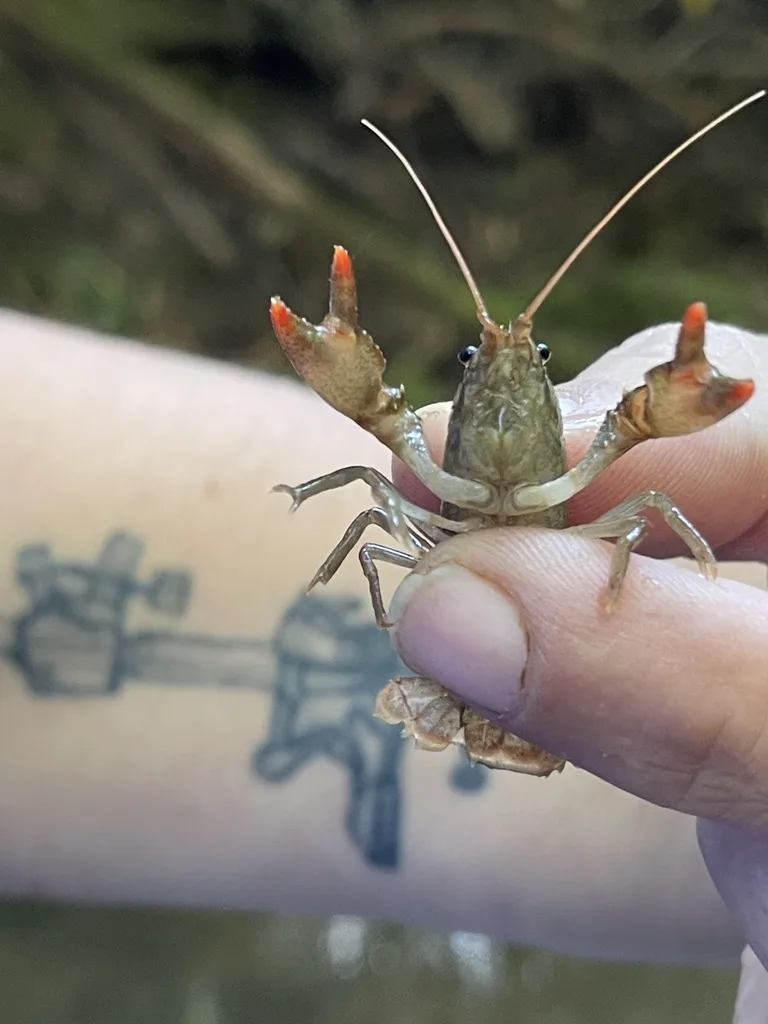 Eastern Crayfish