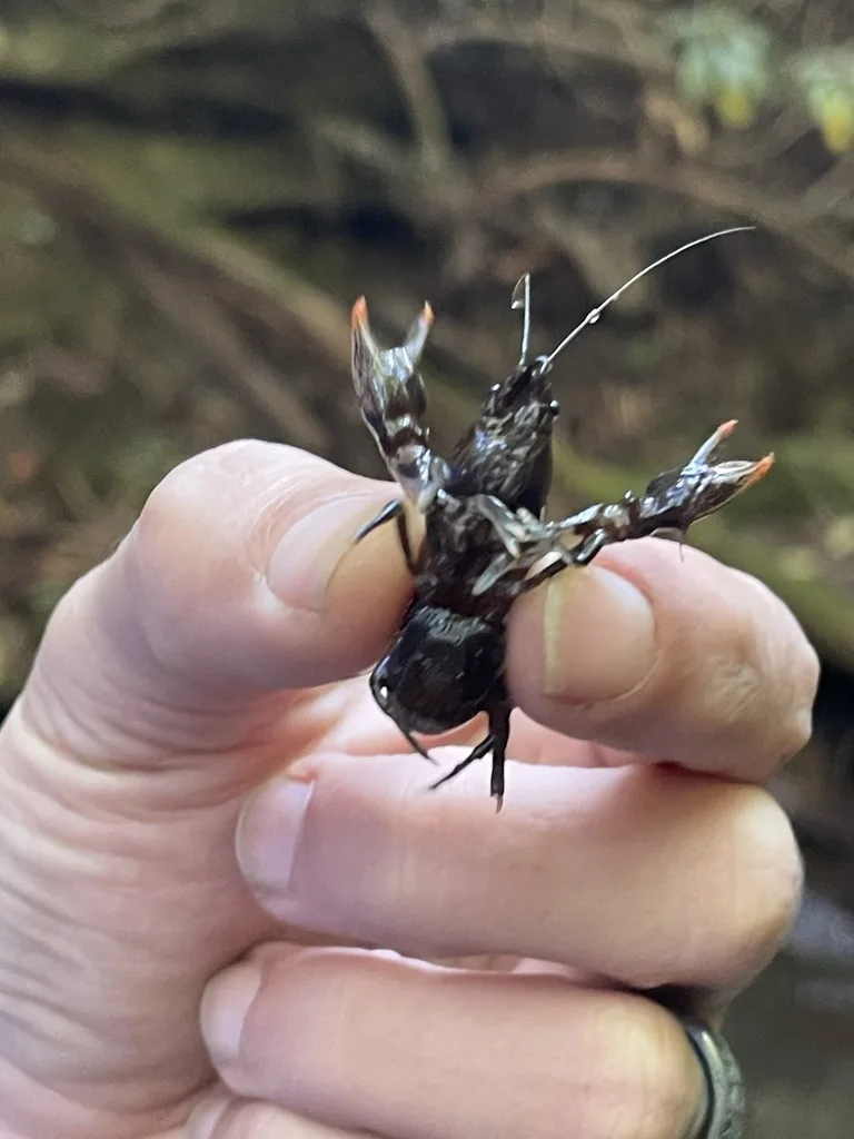 Eastern Crayfish