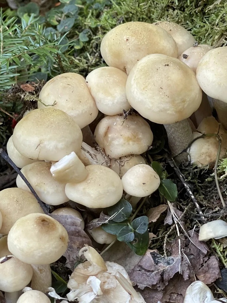 Honey Mushroom