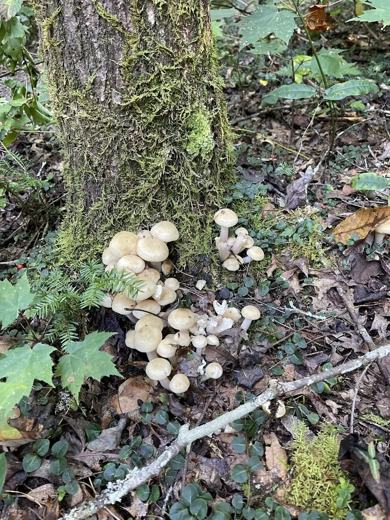 Honey Mushroom — The wider cluster on the tree.