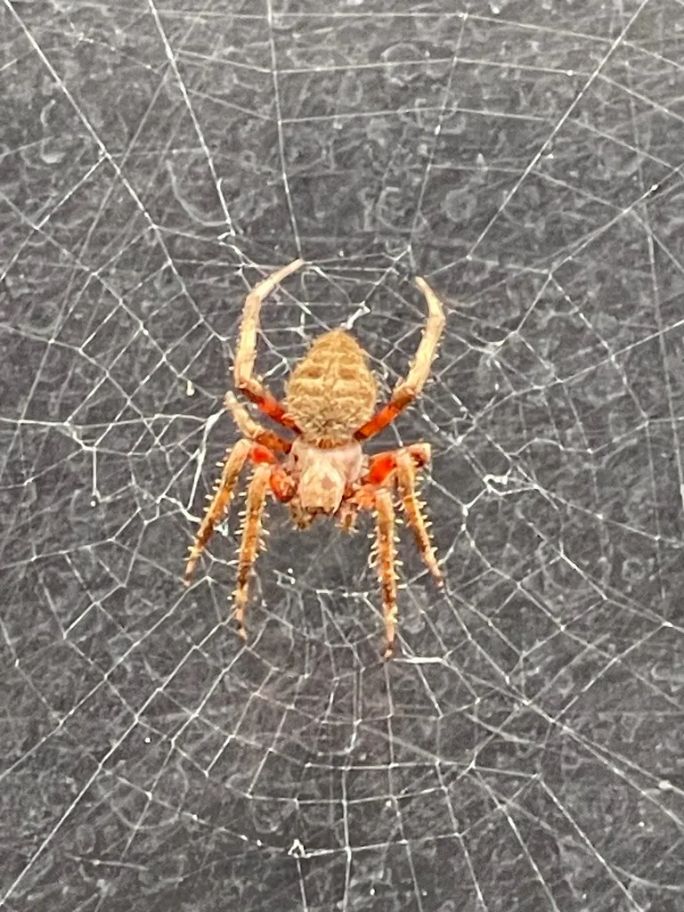 Spotted Orbweavers