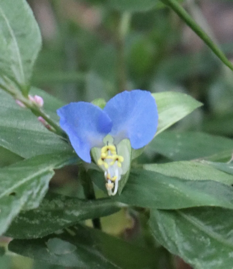 Asiatic Dayflower