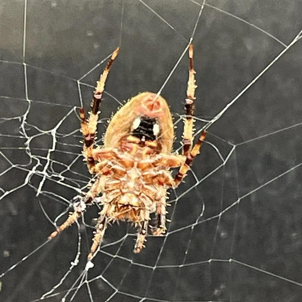 Spotted Orbweaver