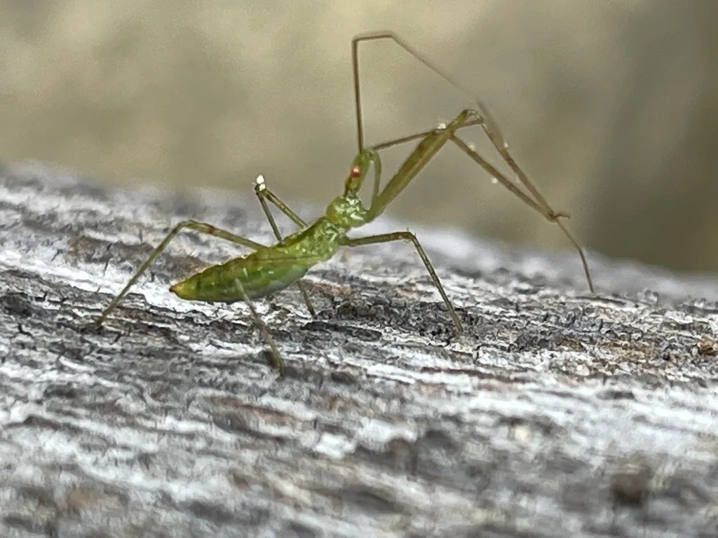 Pale Green Assassin Bug