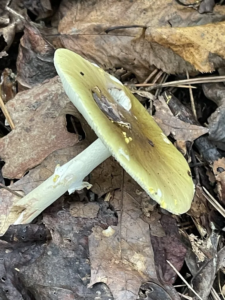 Yellow American Blusher