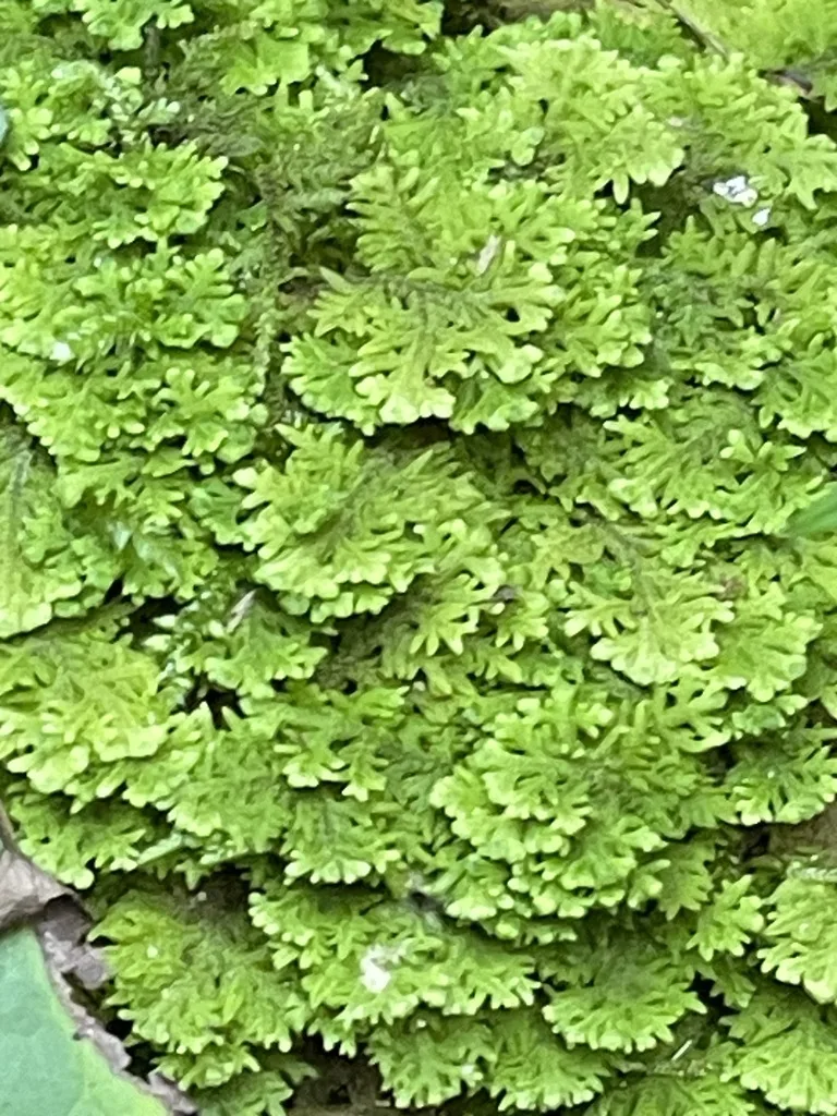 Handsome Woollywort
